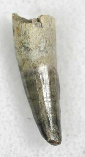 Cretaceous Crocodilian Tooth - Hell Creek Formation #28081